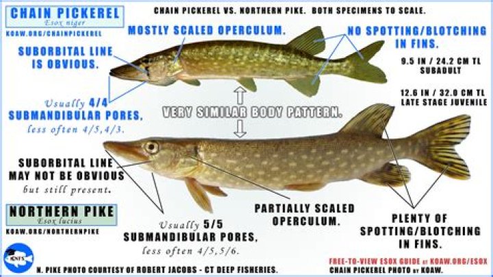 Are pike eels poisonous?