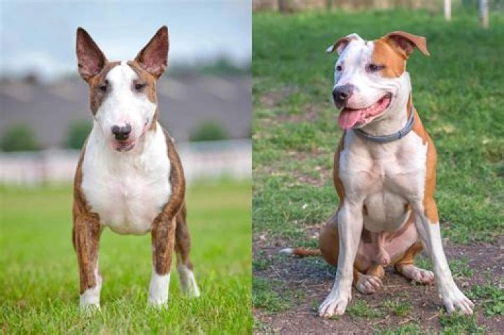 Are pit bull terrier mix good dogs?