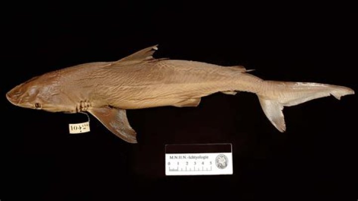 Are Pondicherry sharks extinct?