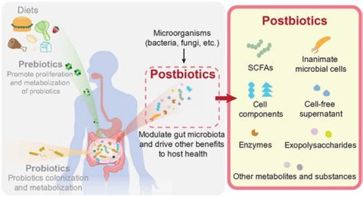 Are probiotics microflora?