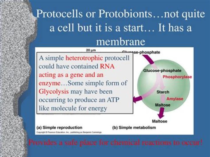 Are protobionts and protocells the same?