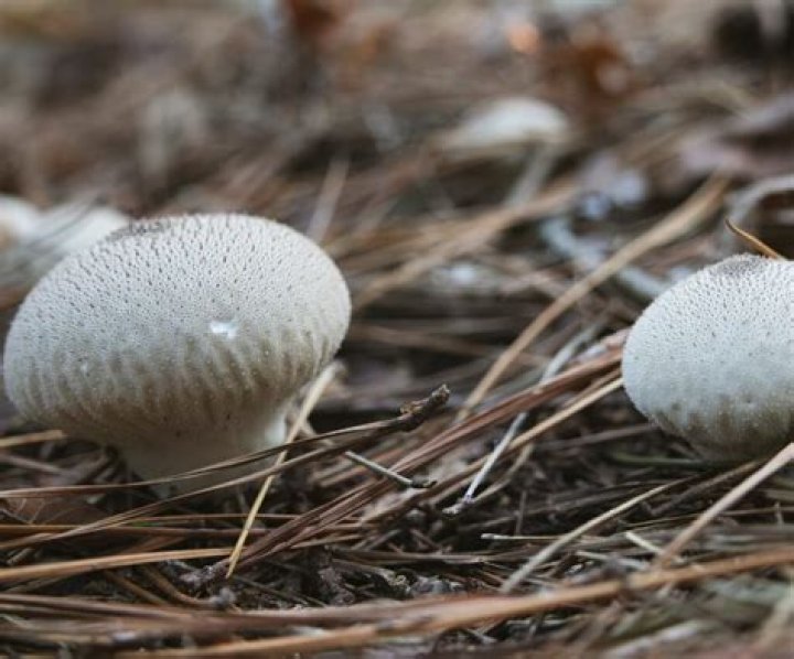 Are puffball fungi poisonous?