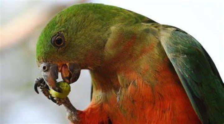 Are Red capped parrots loud?