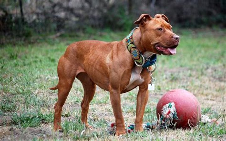 Are Red Nose Pitbulls legal in Australia?