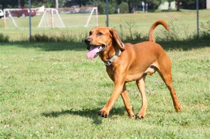 Are redtick coonhounds good family dogs?
