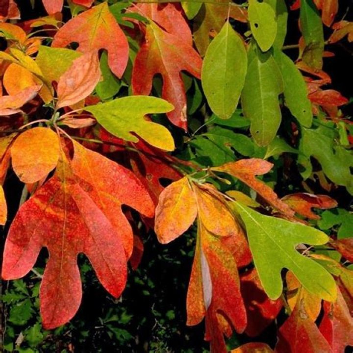 Are sassafras trees good for anything?