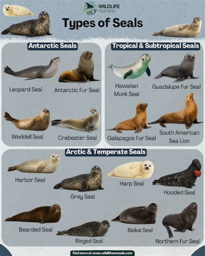 Are seals cruel?