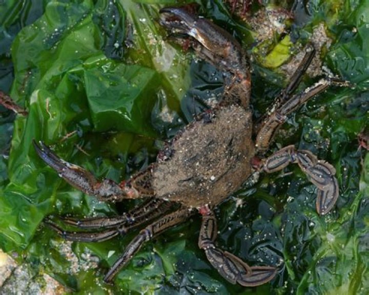 Are shore crabs Osmoregulators?