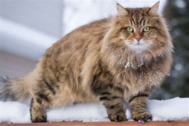 Are Siberian forest cats rare?
