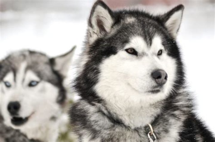 Are Siberian huskies good pets?