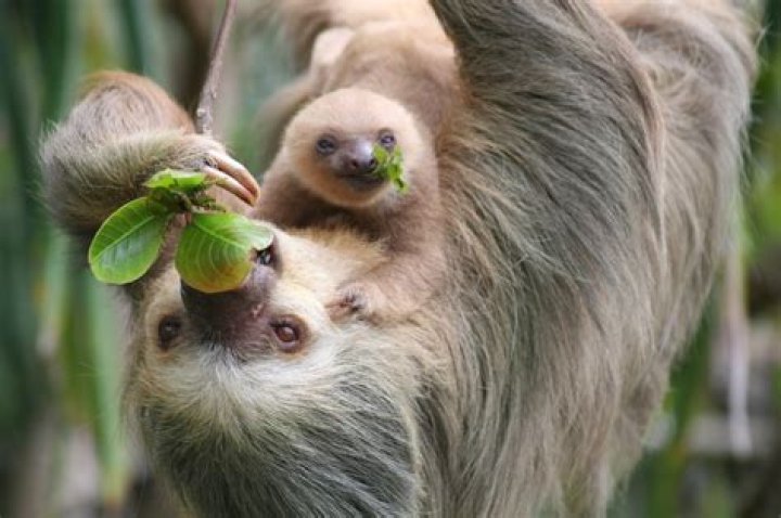 Are sloths babies?