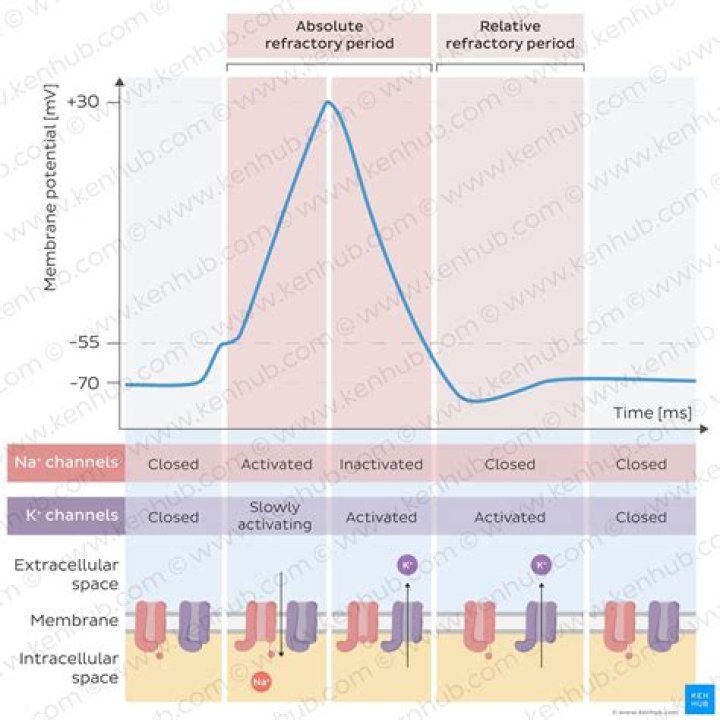 Are sodium channels inactivated during refractory period?