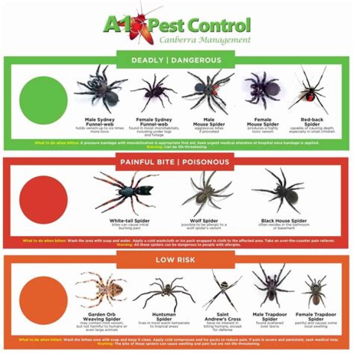 Are spiders toxic to dogs?