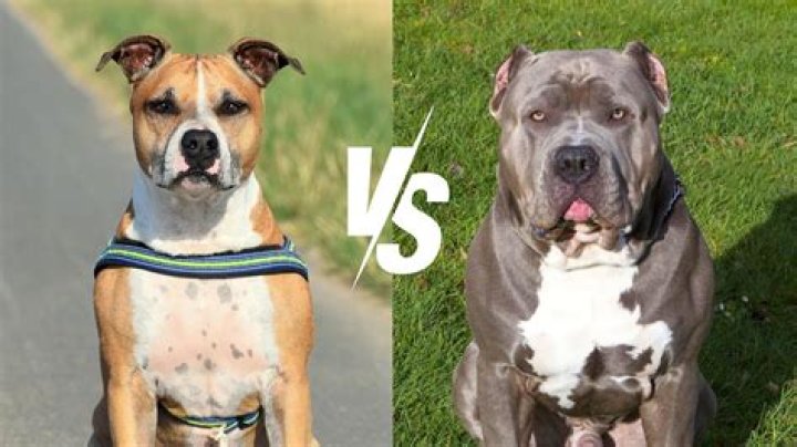 Are Staffies legs short?