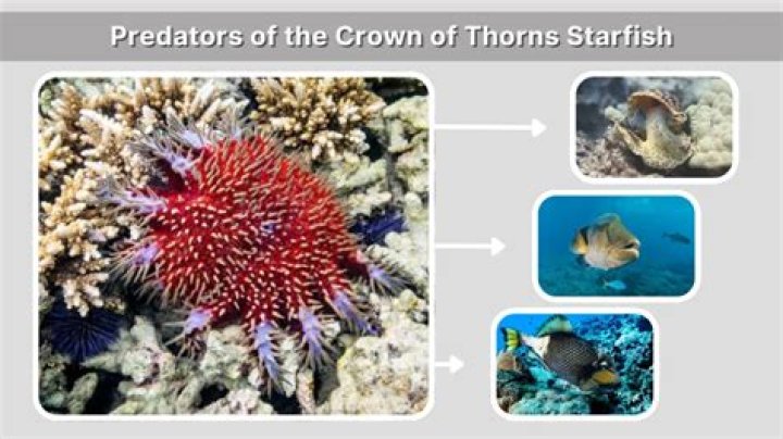 Are starfish prey or predators?