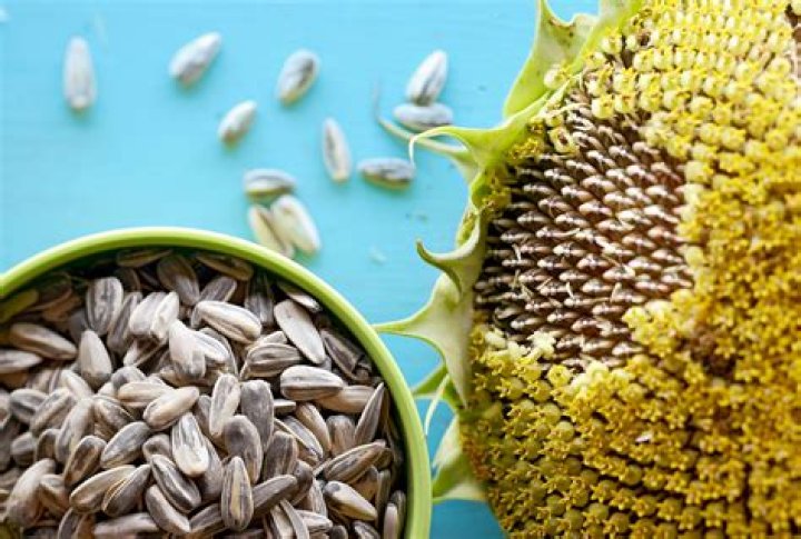 Are sunflower kernels good for weight loss?