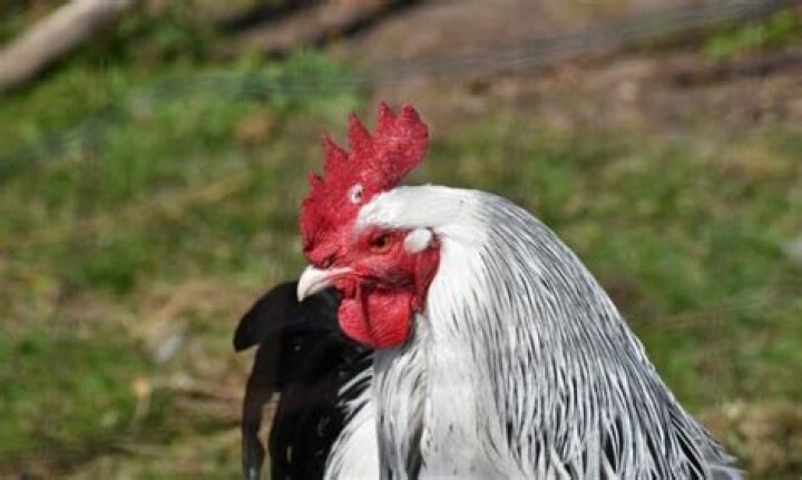 Are Sussex roosters aggressive?
