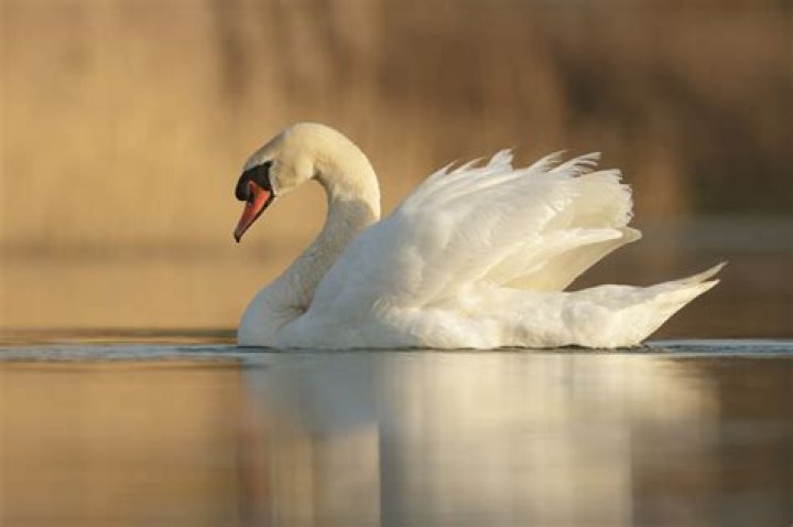 Are swans social?