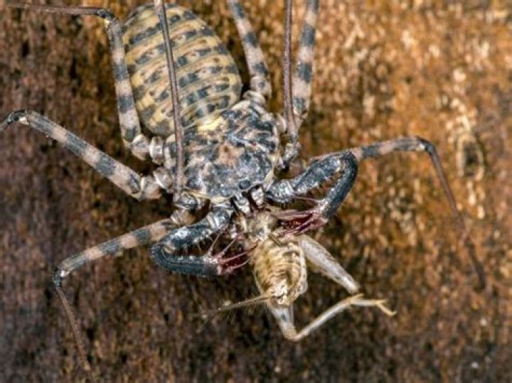 Are tailless whip scorpions friendly?