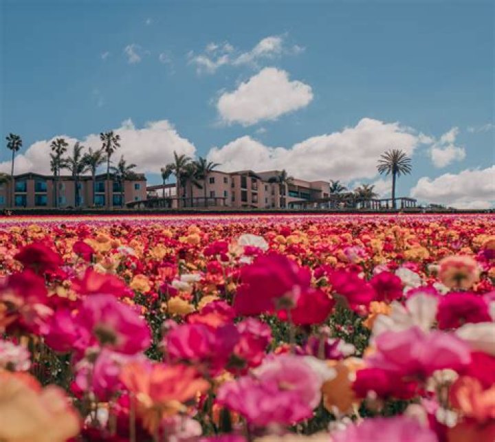 Are the Flower Fields in Carlsbad still open?
