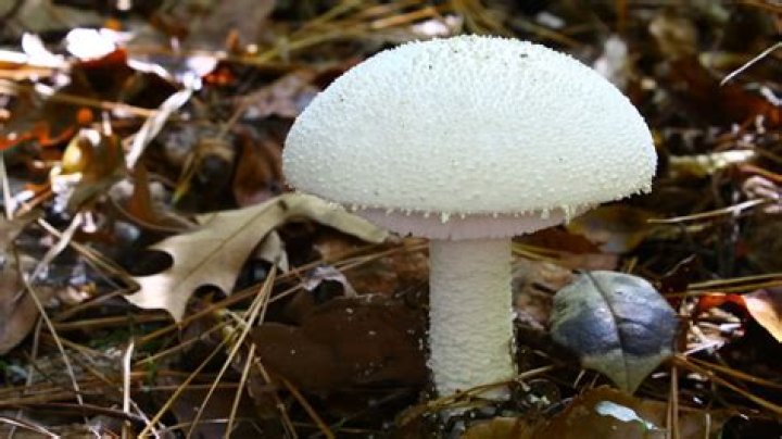 Are there any poisonous mushrooms that look like puff balls?