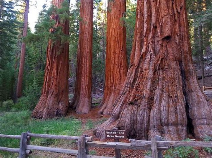 Are there any Sequoias in Muir Woods?