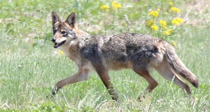 Are there coyotes in Mansfield Ohio?