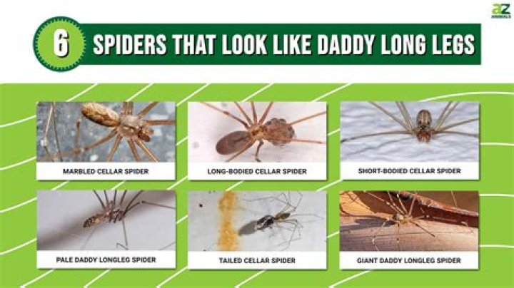 Are there Daddy-Long-Legs in Australia?