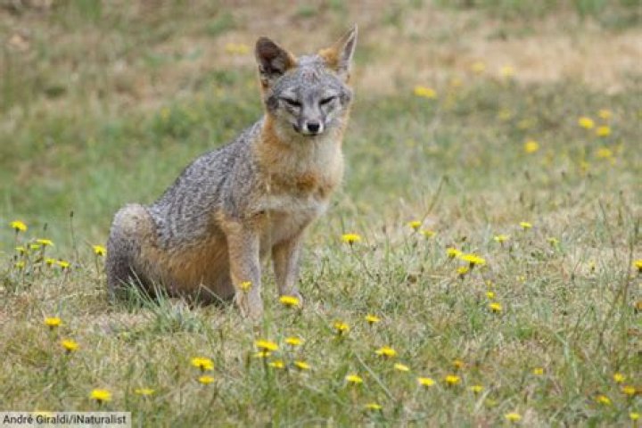 Are there GREY foxes in Minnesota?