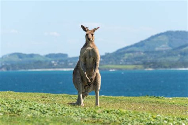 Are there kangaroos on French Island?