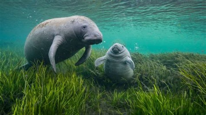Are there manatees in San Juan?