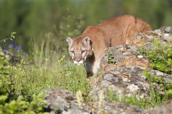 Are there mountain lions in Santa Monica Mountains?