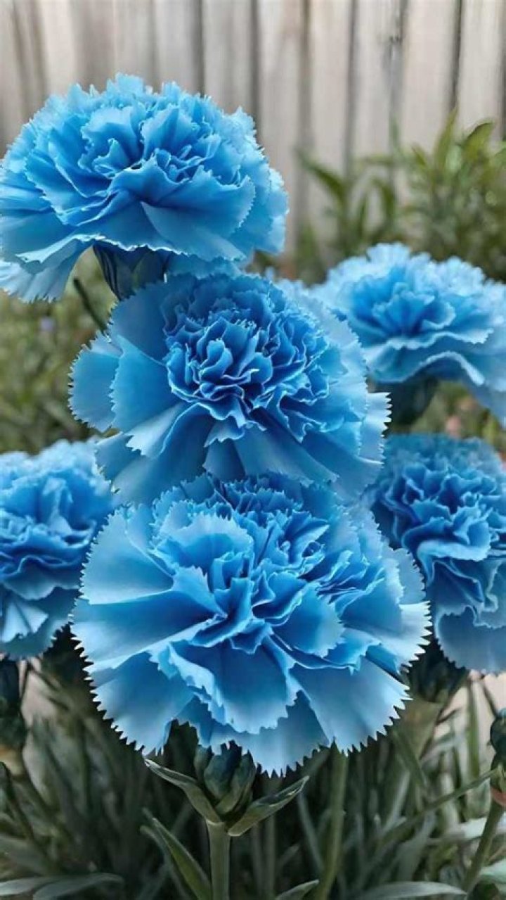 Are there natural blue carnations?