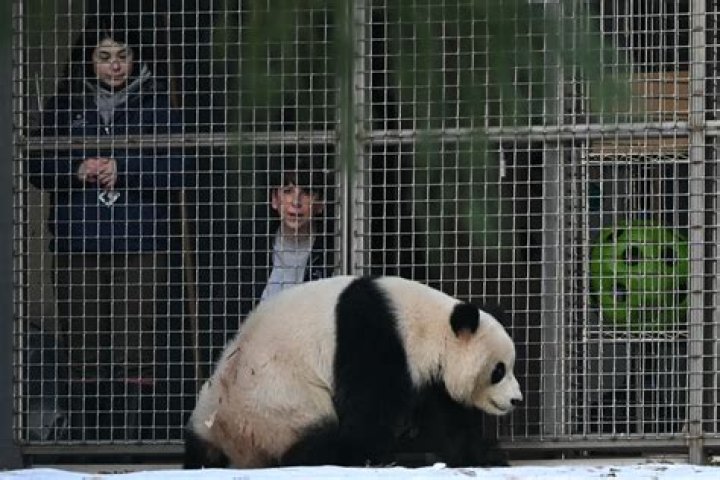 Are there pandas at Honolulu Zoo?
