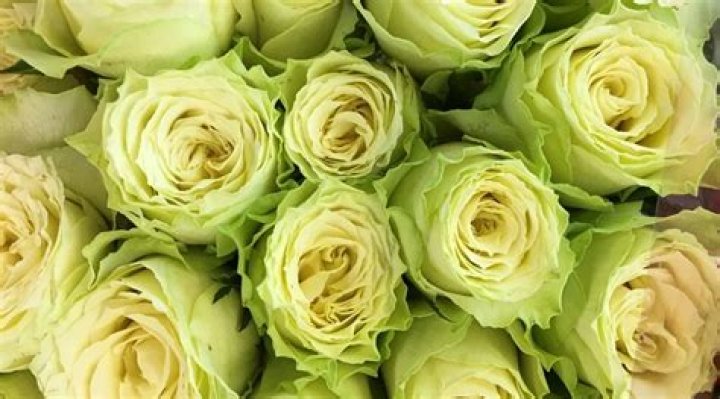 Are there real green roses?