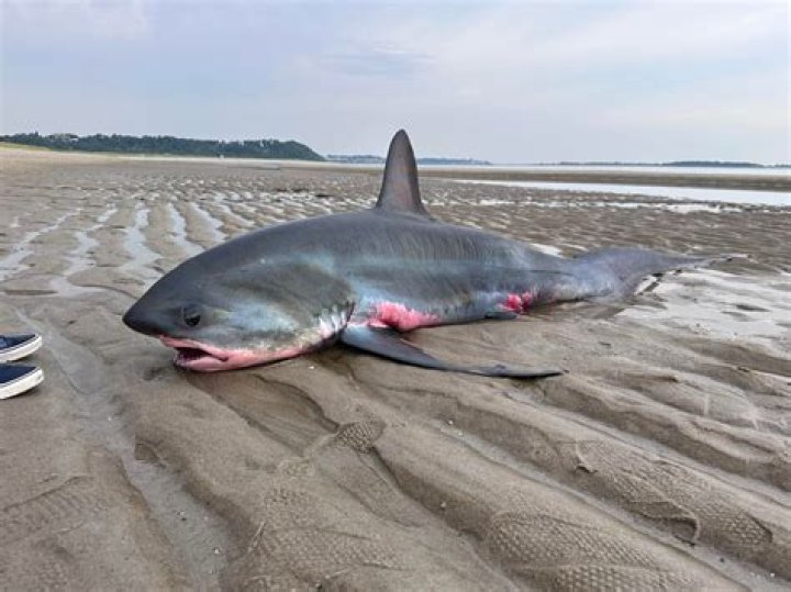 Are there sharks at Holden Beach?