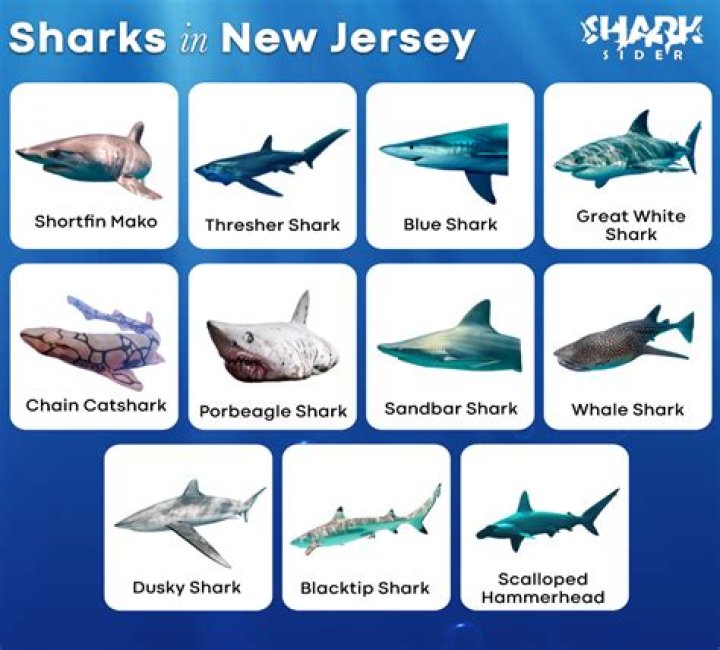 Are there sharks in Jersey Shore?
