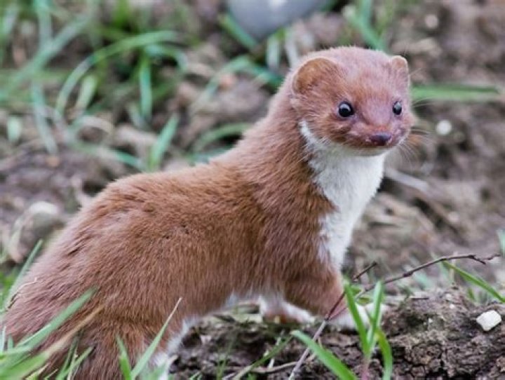 Are there weasels in New Jersey?