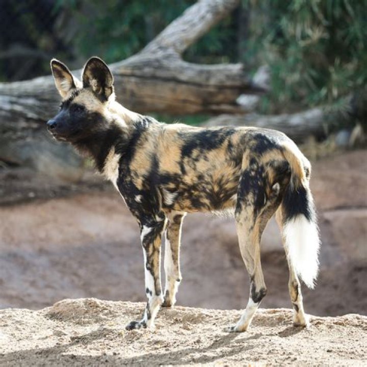 Are there wild dogs in Detroit?