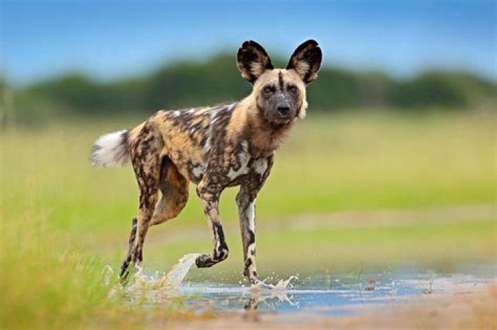 Are there wild dogs in Missouri?