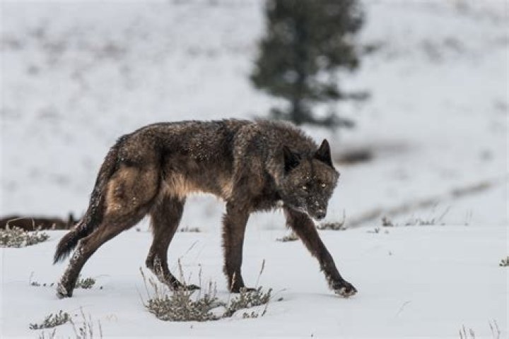 Are there wolves in UP Michigan?