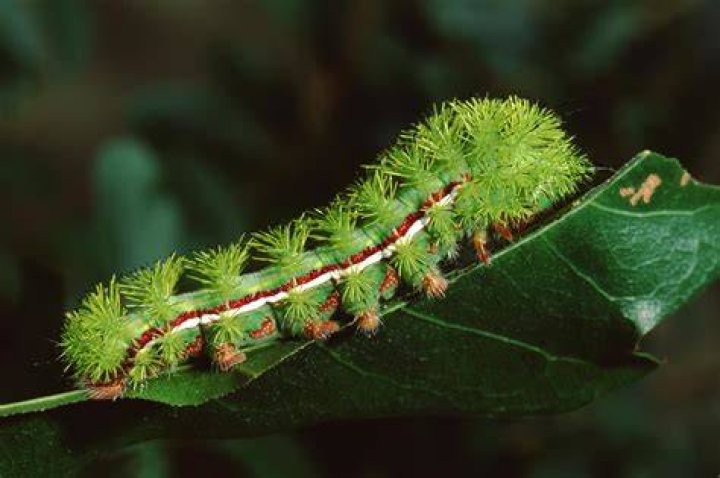 Are Tranchulas poisonous?