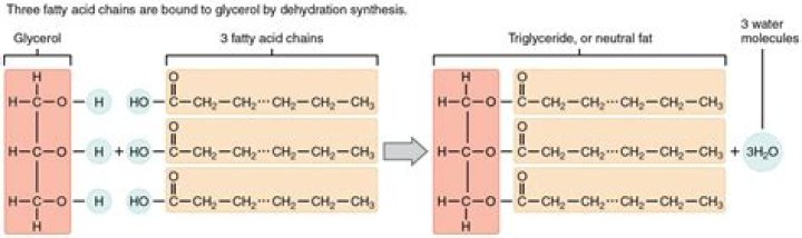 Are triacylglycerols hydrophilic?