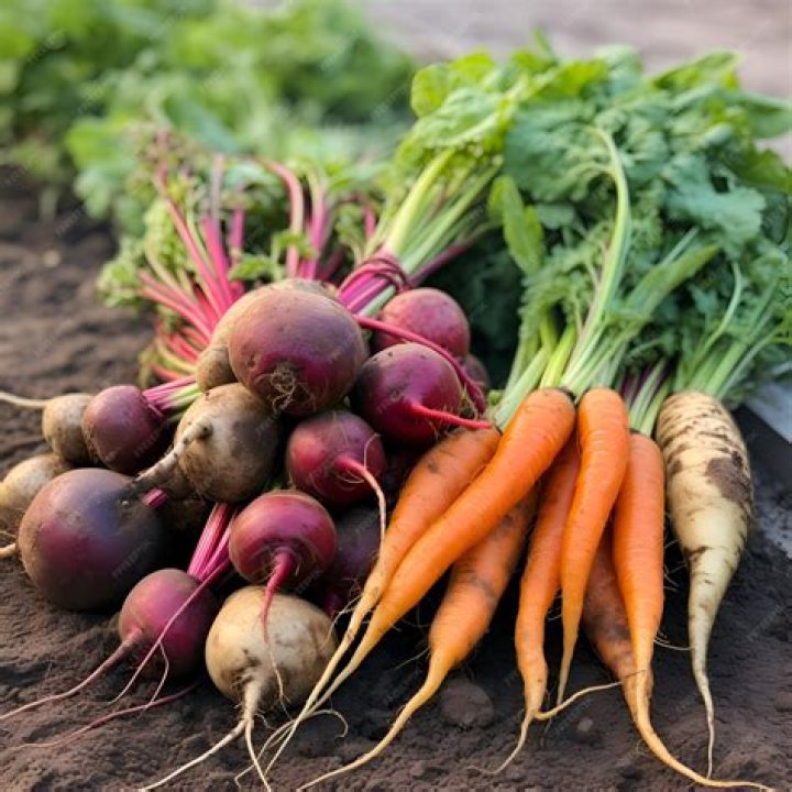 Are turnips and beets related?