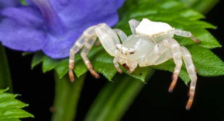 Are Utah crab spiders poisonous?
