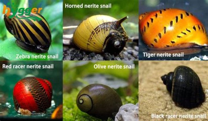 Are water snails harmful?