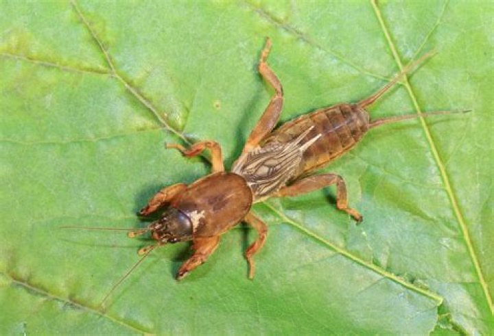 Are weta bites poisonous?