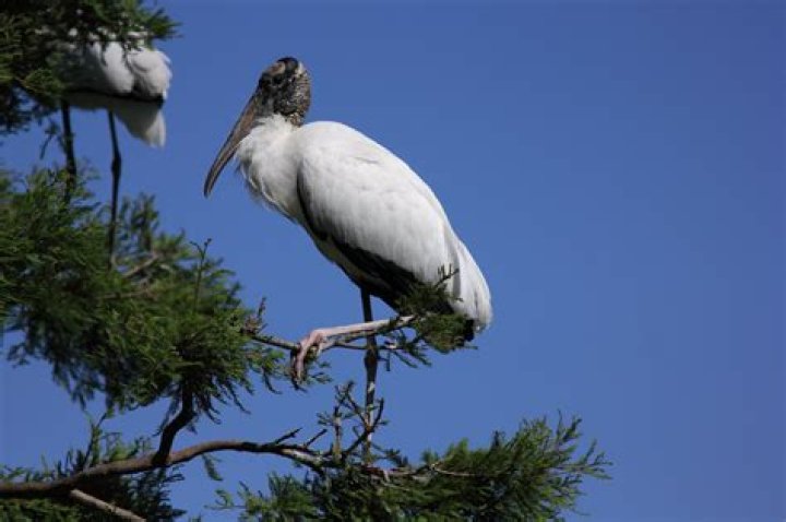 Are wood storks protected?