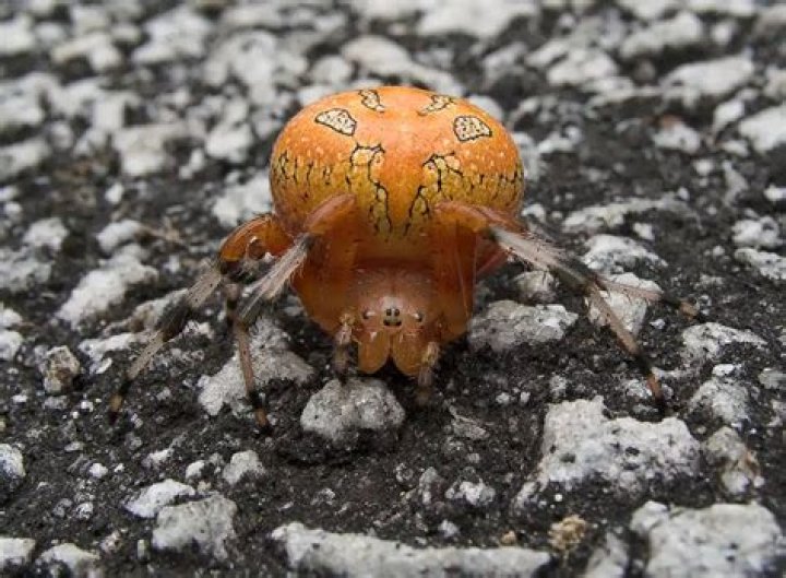 Are yellow and orange spiders poisonous?
