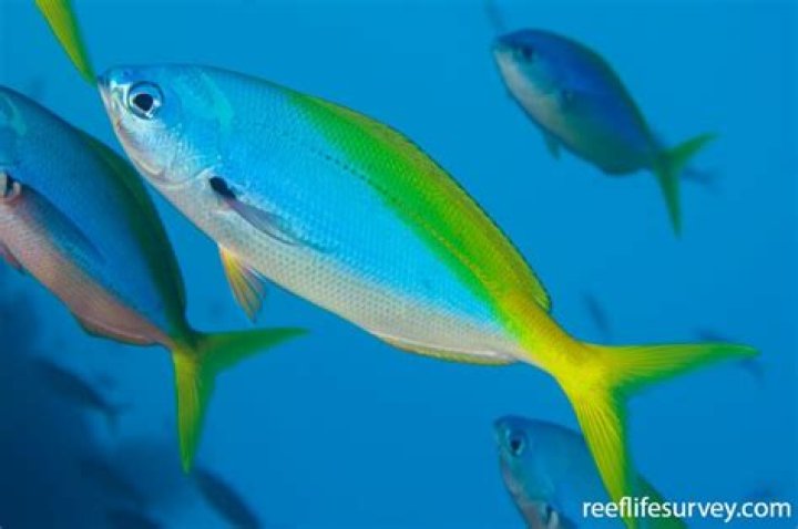 Are yellowtail high in mercury?